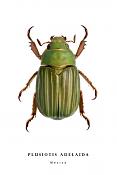 plusiotis adelaida